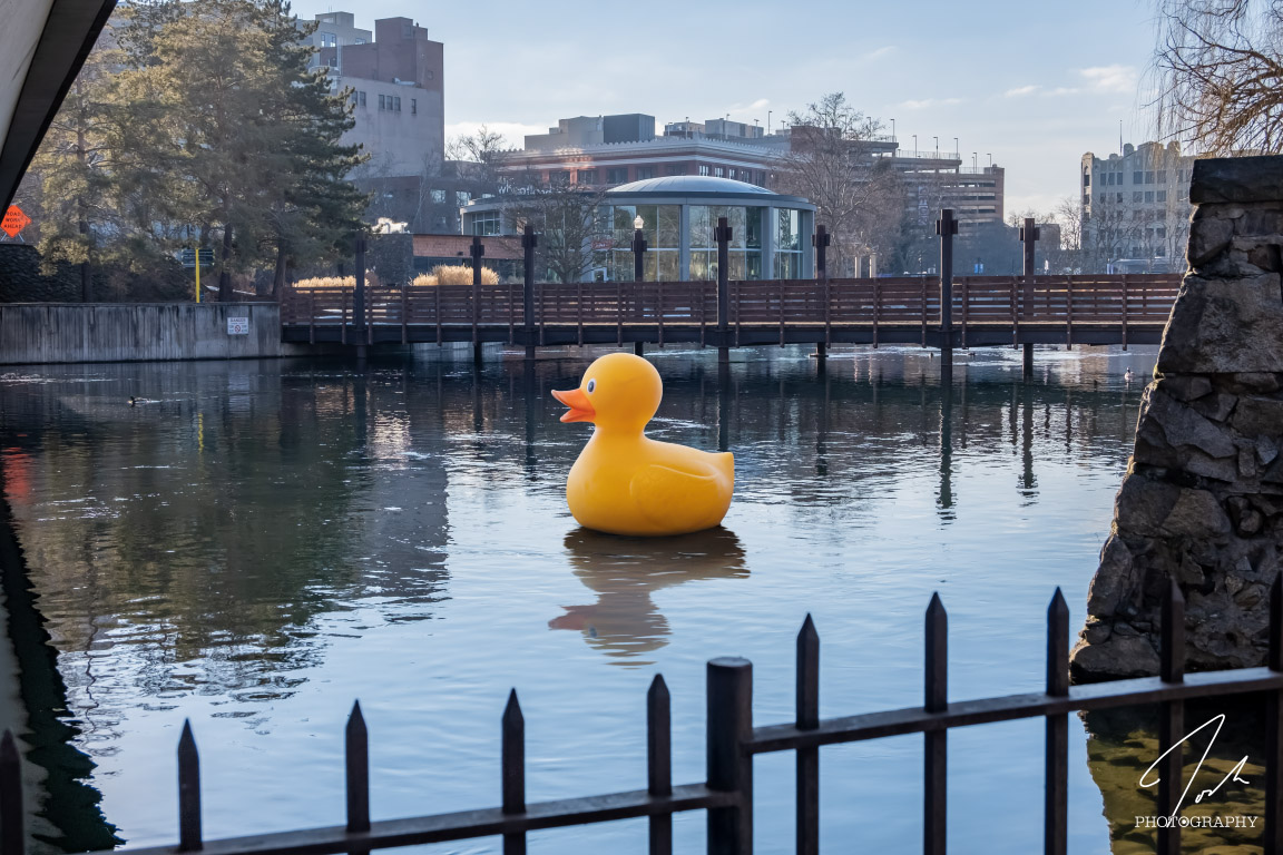 a photoshopped image of a rubber duck on the Spokane River in Riverfront Park